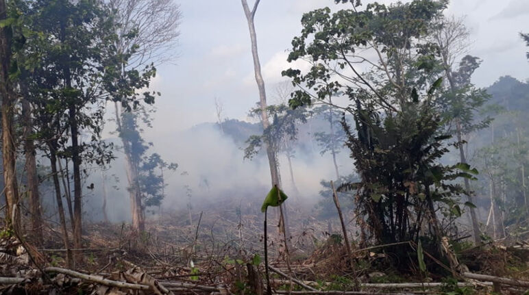 Houtkap in het reservaat Indio Maíz, Nicaragua