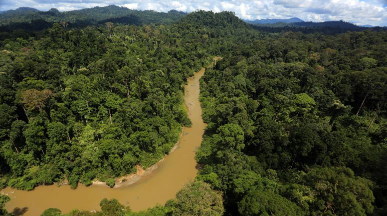Borneo heeft al de helft van zijn regenwoud verloren aan de hout-, papier-, palmolie- en steenkoolindustrie. Een rivier in het regenwoud van Borneo in vogelvlucht.