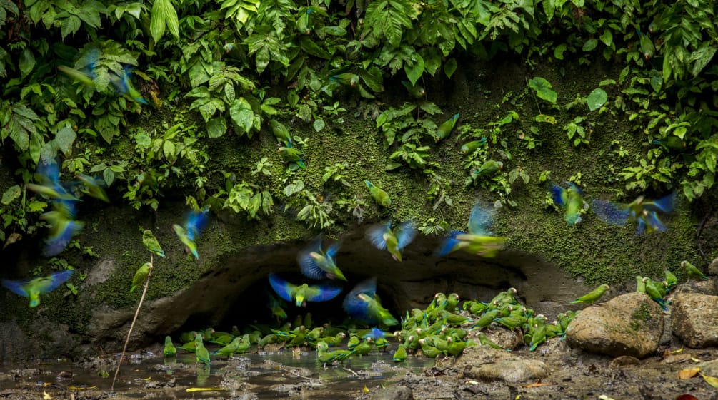 Papegaaien in het Yasuní Nationaal Park