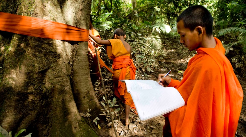 Monniken markeren oerwoudreuzen in de Areng Valley in Cambodja