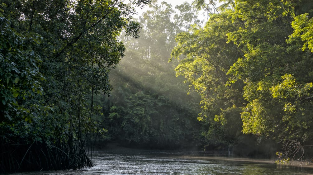 Zonnestralen schijnen door de bladeren van de bomen aan het oever van een rivier in het regenwoud.