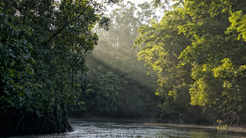 Wij zetten ons actief in voor het behoud van de regenwouden Zonnestralen schijnen door de bladeren van de bomen aan het oever van een rivier in het regenwoud.