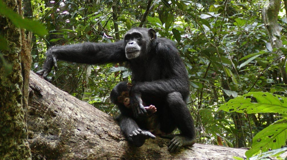 Chimpansee in het Nationaal Park