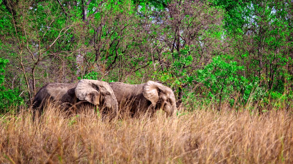 Afrikaanse olifanten in het Mole Nationalpark, Ghana
